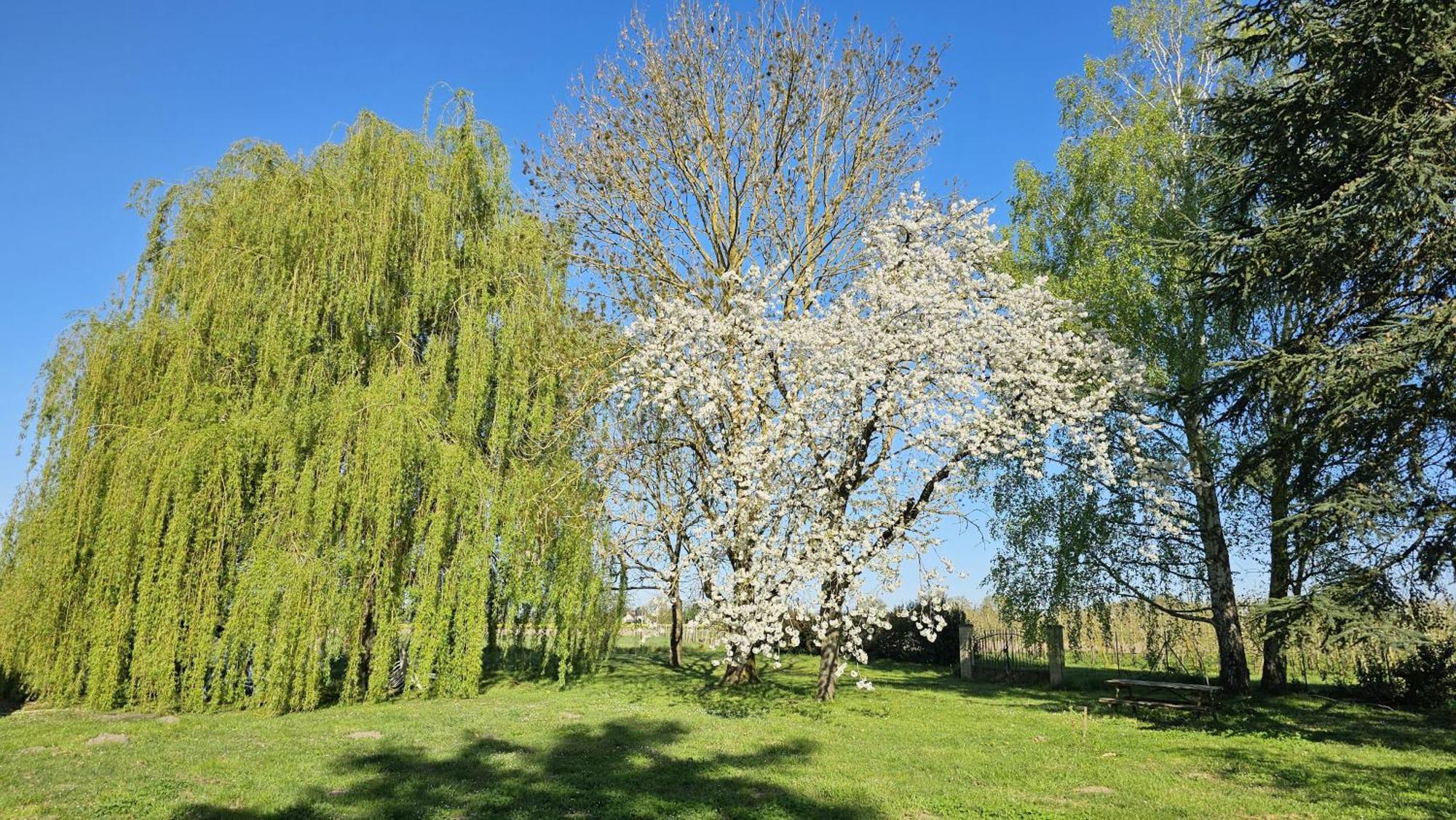 Domaine Des Moizons, Le Figuier Apartman Villebernier Kültér fotó
